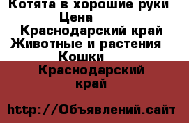 Котята в хорошие руки › Цена ­ 10 - Краснодарский край Животные и растения » Кошки   . Краснодарский край